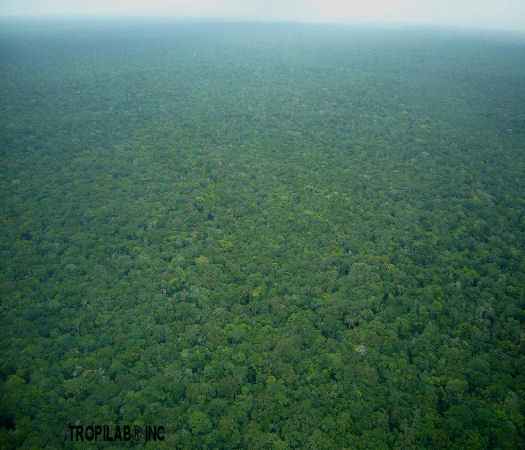 The vast Amazon rainforest